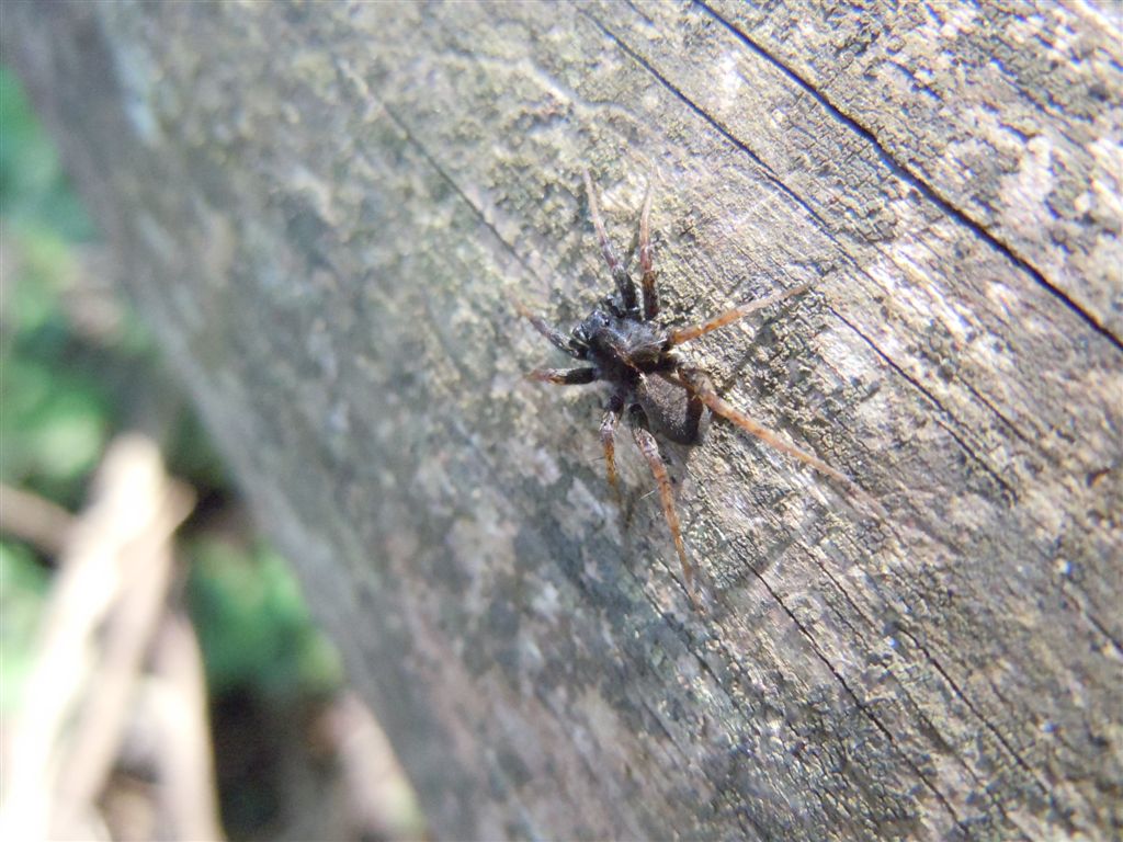 Pardosa sp. - Riserva degli Astroni (NA)